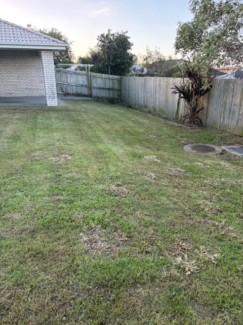 Thin and patchy residential lawn before renovation work